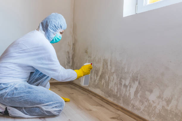 Licensed Mold Remediation service in Glen Rock, NJ - WQB Mold Removal